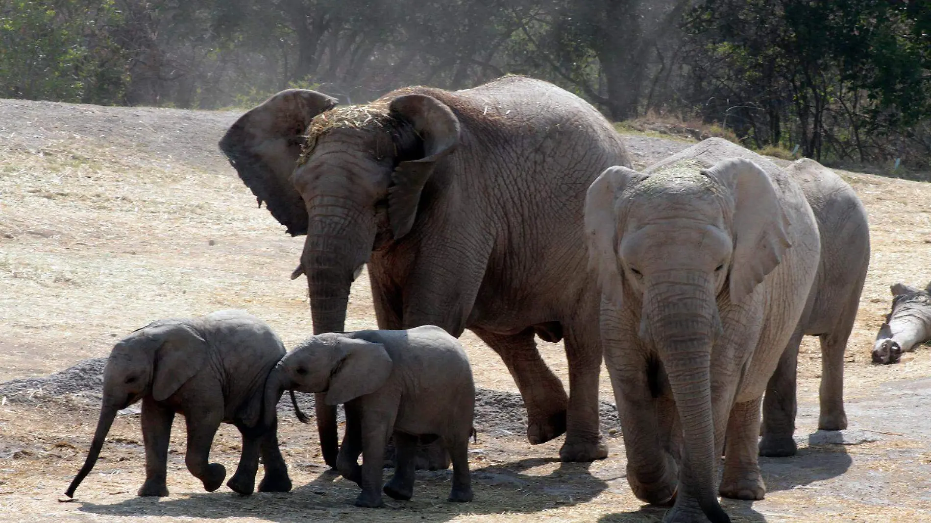 Africam Safari entrega apoyo ecónomico a  Madagascar Fauna and Flora Group